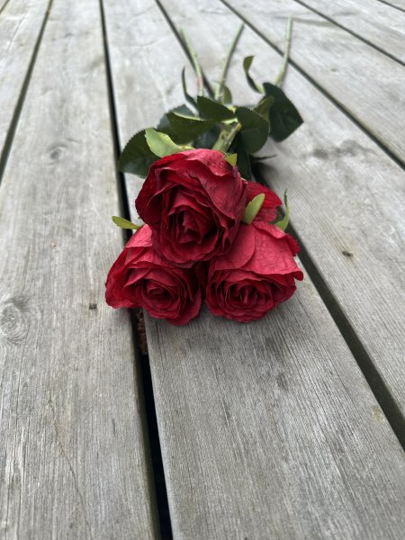 Röd ros med gröna blad och större blomma