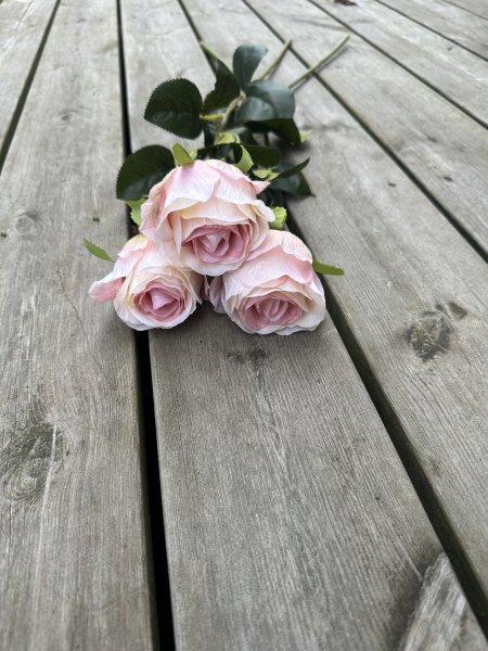 Rosa ros med gröna blad och större blomma