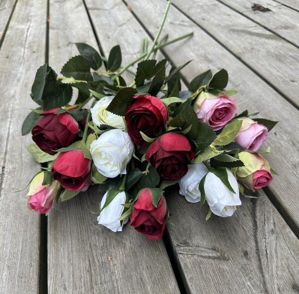 Vit ros buskros med flera blommor i kvist modell