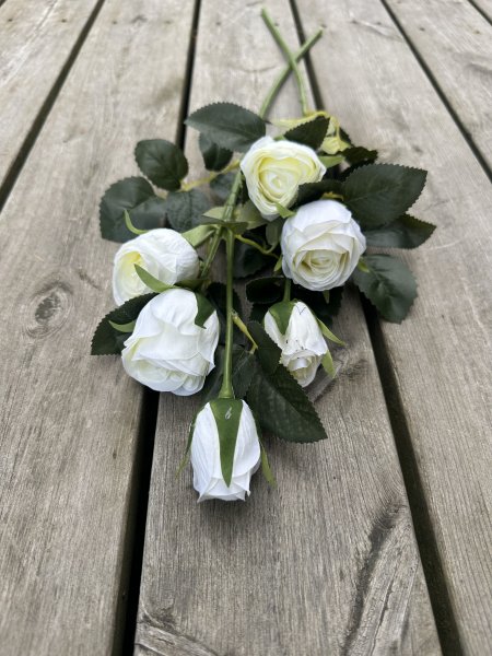 Vit ros buskros med flera blommor i kvist modell