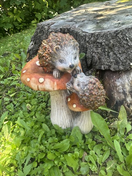 Igelkottar med svamp 