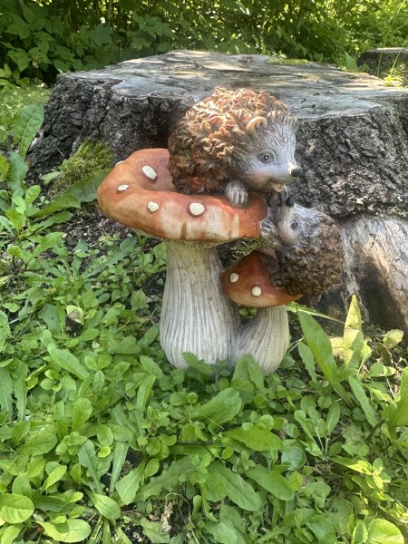 Igelkottar med svamp 