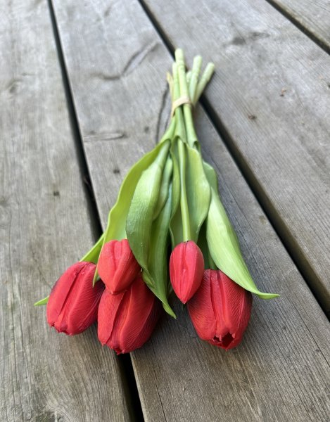 Bukett med röda tulpaner med gröna blad