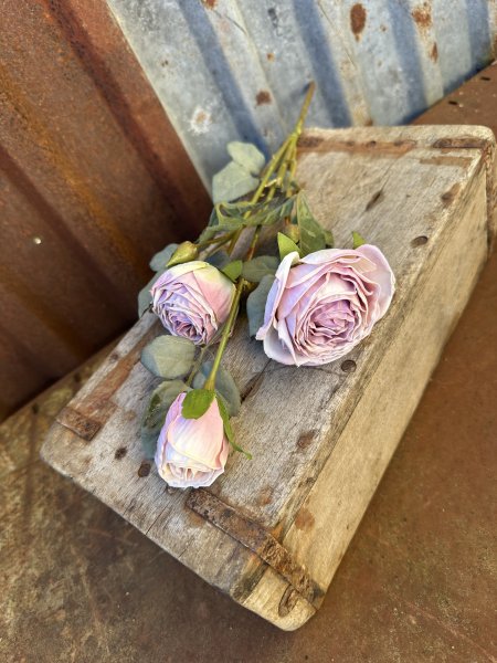 Vacker kvist med flera lila rosa rosor med gröna blad