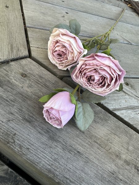 Vacker kvist med flera lila rosa rosor med gröna blad