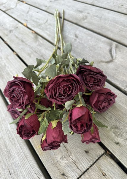 Vacker kvist med flera mörkröda rosa rosor med gröna blad