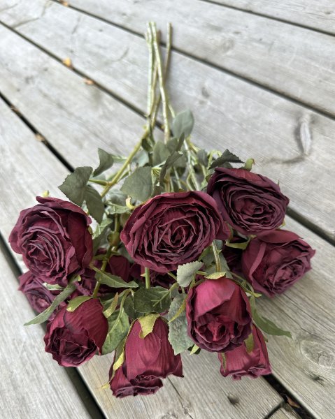 Vacker kvist med flera mörkröda rosa rosor med gröna blad