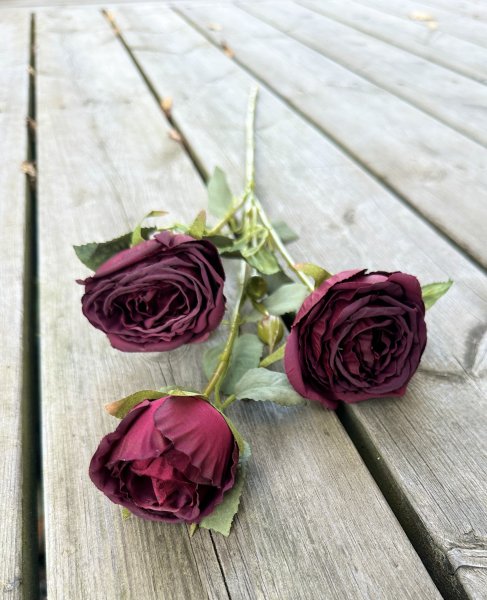 Vacker kvist med flera mörkröda rosa rosor med gröna blad