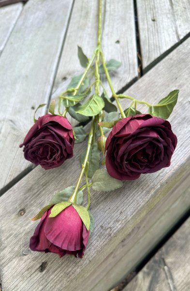Vacker kvist med flera mörkröda rosa rosor med gröna blad