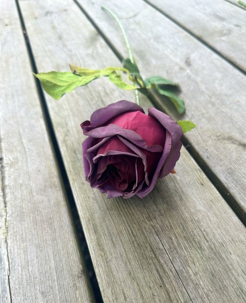 Lila ros med gröna blad