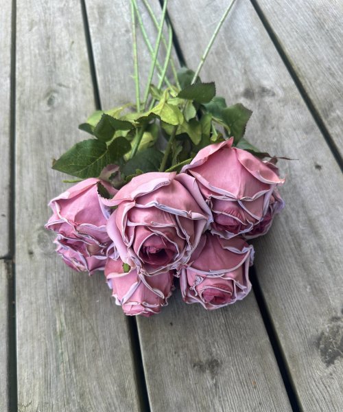 Rosa ros med fyllig blomma och gröna blad