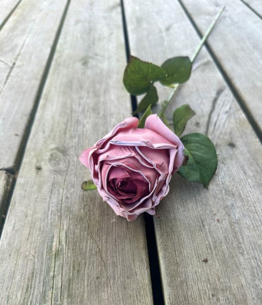 Rosa ros med fyllig blomma och gröna blad