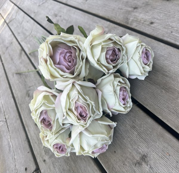Vacker cream vit ros med rosa rodnad