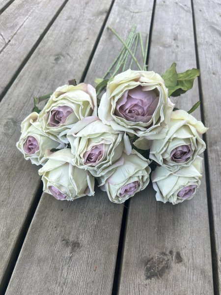 Vacker cream vit ros med rosa rodnad