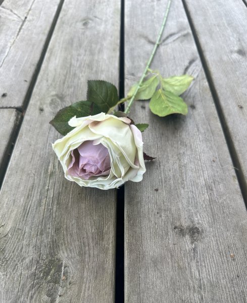 Vacker cream vit ros med rosa rodnad