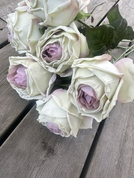 Vacker cream vit ros med rosa rodnad