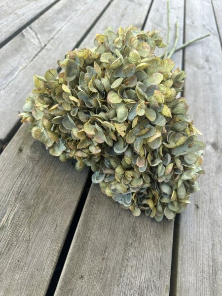 Höst Hortensia grön med gröna blad 