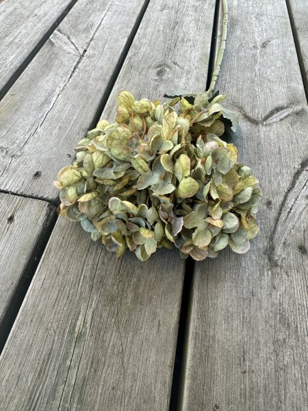Höst Hortensia grön med gröna blad 