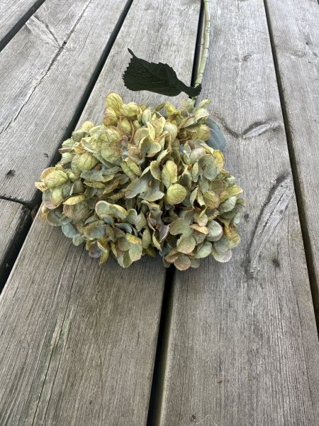 Höst Hortensia grön med gröna blad 