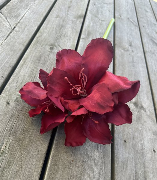 Röd stor amaryllis med lång stjälk