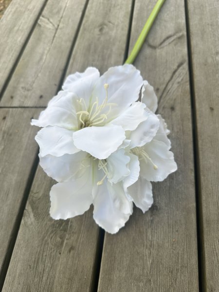 Vit stor amaryllis med lång stjälk