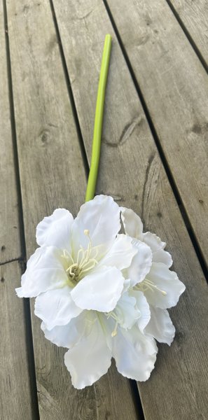 Vit stor amaryllis med lång stjälk