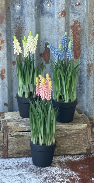 Pärlhyacint i kruka större modell 