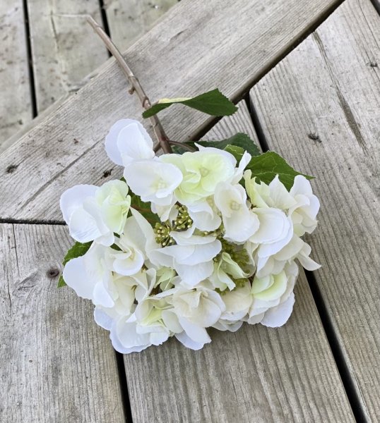 Vit Hortensia i fyllig modell med gröna blad. Välarbetad och verklighetstrogen konstblomma. I kvist/gren modell om en blomma omg