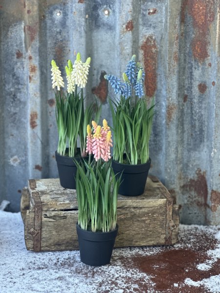 Pärlhyacint i kruka större modell 