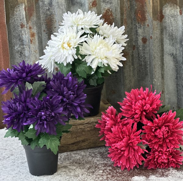 Krysantemum i kruka med flera blommor och gröna blad