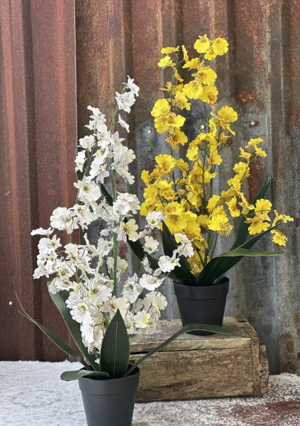 Orkidé Dancing i högre modell med flera blommor