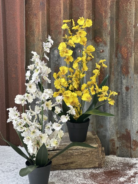 Orkidé Dancing i högre modell med flera blommor