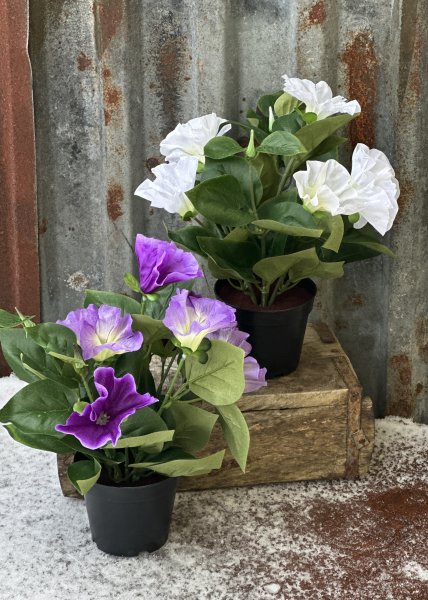 Blomma för dagen med gröna blad