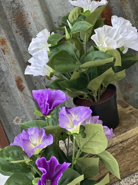 Blomma för dagen med gröna blad