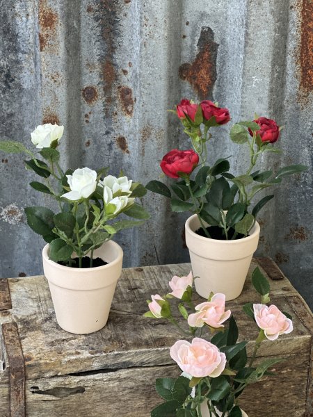 Ros / buskros i terrakotta kruka