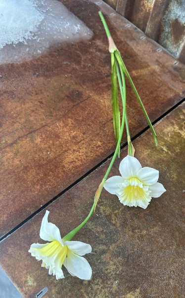 Narciss / påsklilja med dubbla blommor och gröna blad