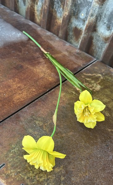 Narciss / påsklilja med dubbla blommor och gröna blad