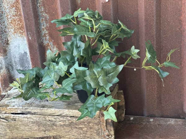 Murgröna mörkgrön i kruka häng modell