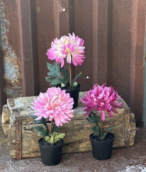 Rosa Krysantemum i kruka 