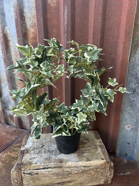 Vacker ljusgrön murgröna i båge