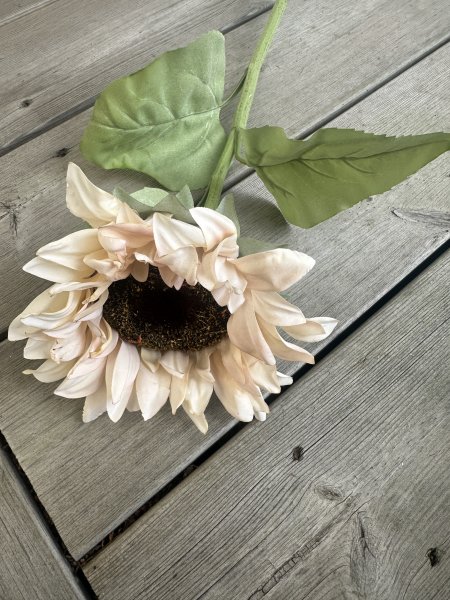 Solros i mjuk beige nyans med gröna blad