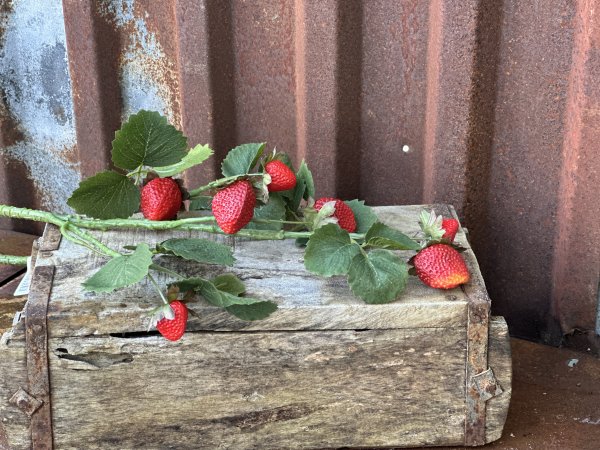 Jordgubbskvist med jordgubbar och gröna blad