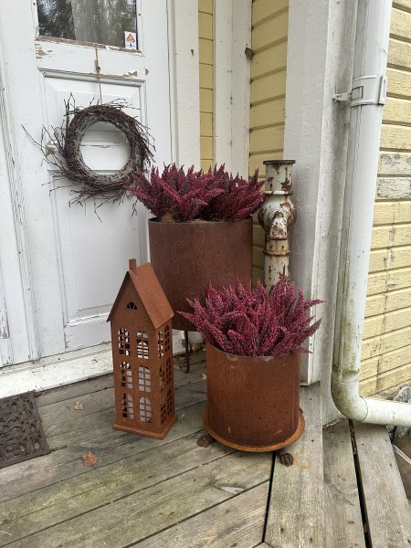 Ljung i kruka Lila rosa