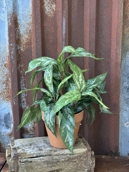Grön bladig Aglonema blomma / växt i kruka