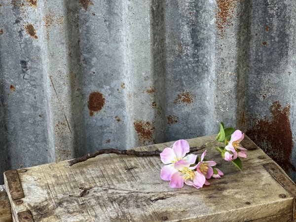 Rosa äppelblom gren med blommor och blad