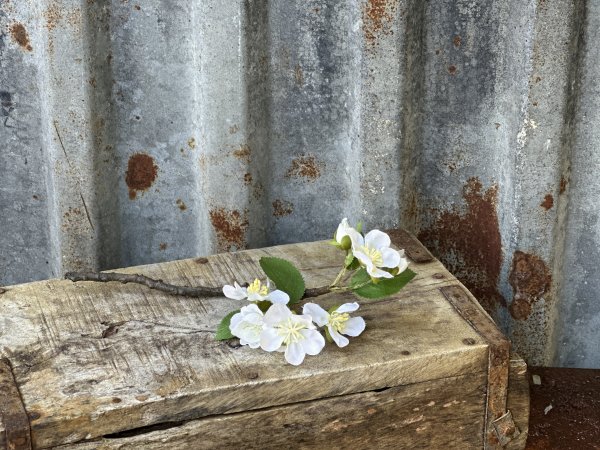 Vit äppelblom gren med blommor och blad