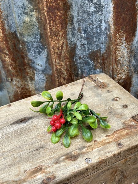 Lingon kvist med röda bär och gröna blad 