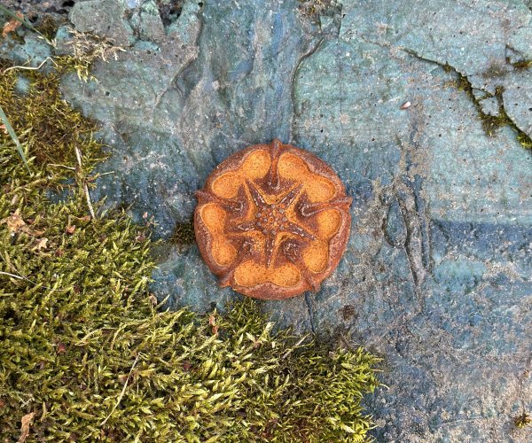 Gjutjärnsblomma att dekorera med