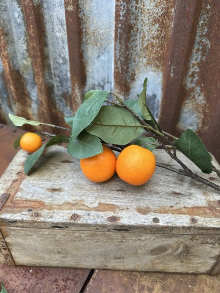 Kvist med apelsiner och gröna blad