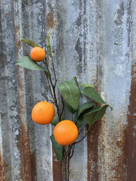 Kvist med apelsiner och gröna blad